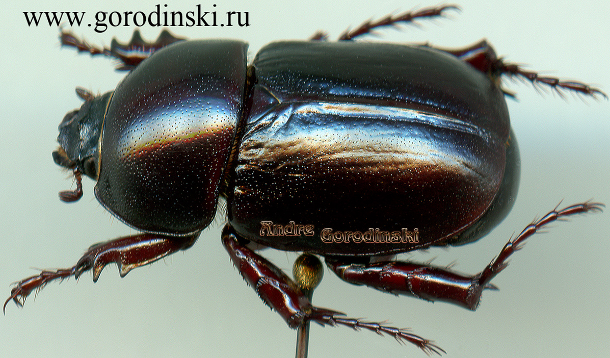 http://www.gorodinski.ru/scarabs/Haplosoma ordinatum.jpg
